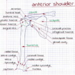 Shoulders Can Be Very Prone to Injury